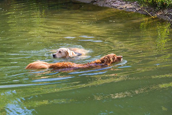 Alttext: Två stycken badande hundar Fotograf: Mostphotos Bildtext: Två retrieverhundar simmar i vattnet sommartid
